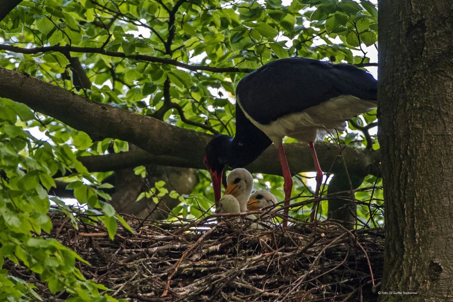 Zum Schutz dieser Schwarzstorchenfamilie dürfen sich drei Windräder nur eingeschränkt drehen – Anfang Juli beginnen die drei Jungvögel voraussichtlich mit ihren Flugversuchen